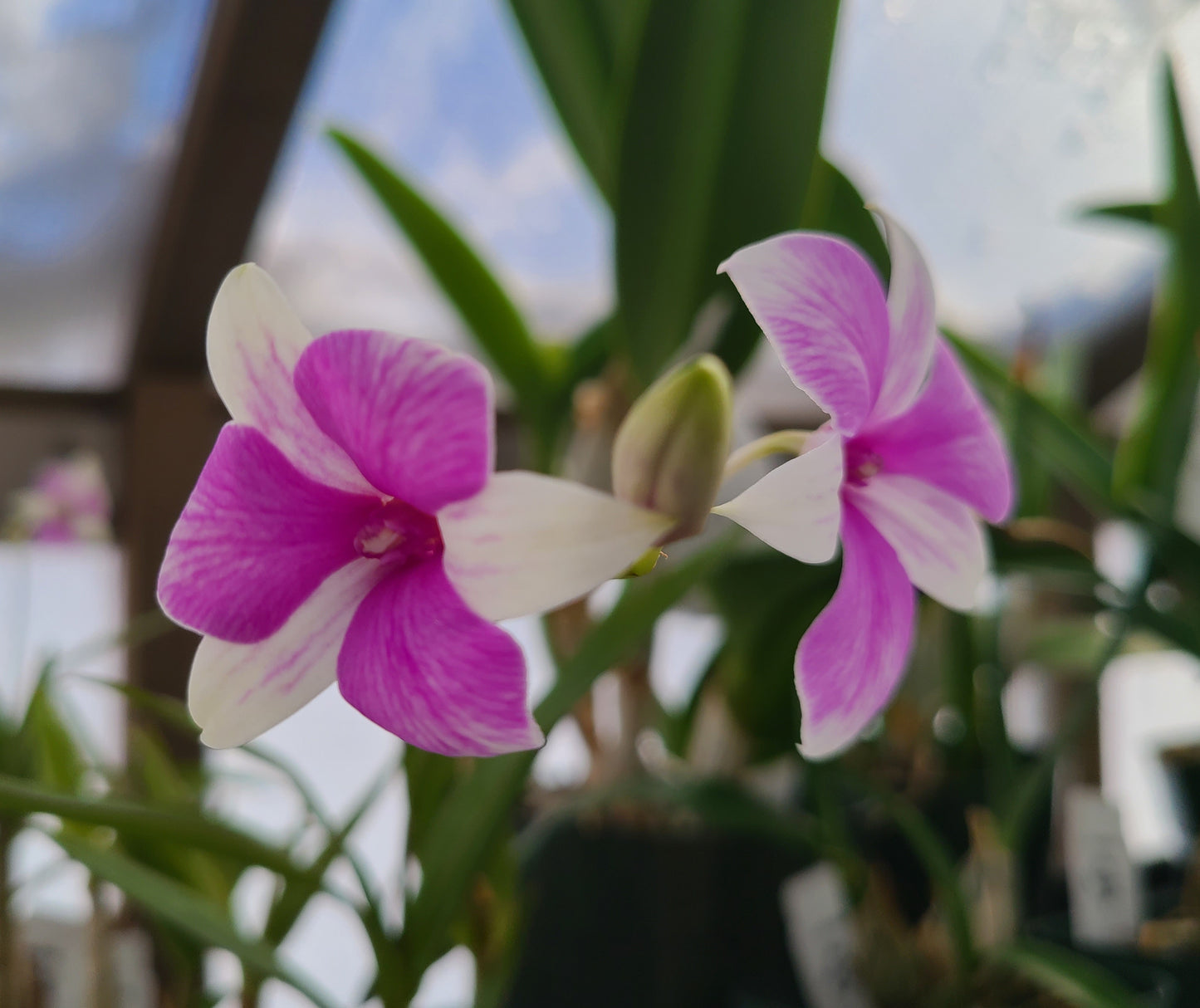 Dendrobium Classic Gem x Yaya Victoria (Petaloid)