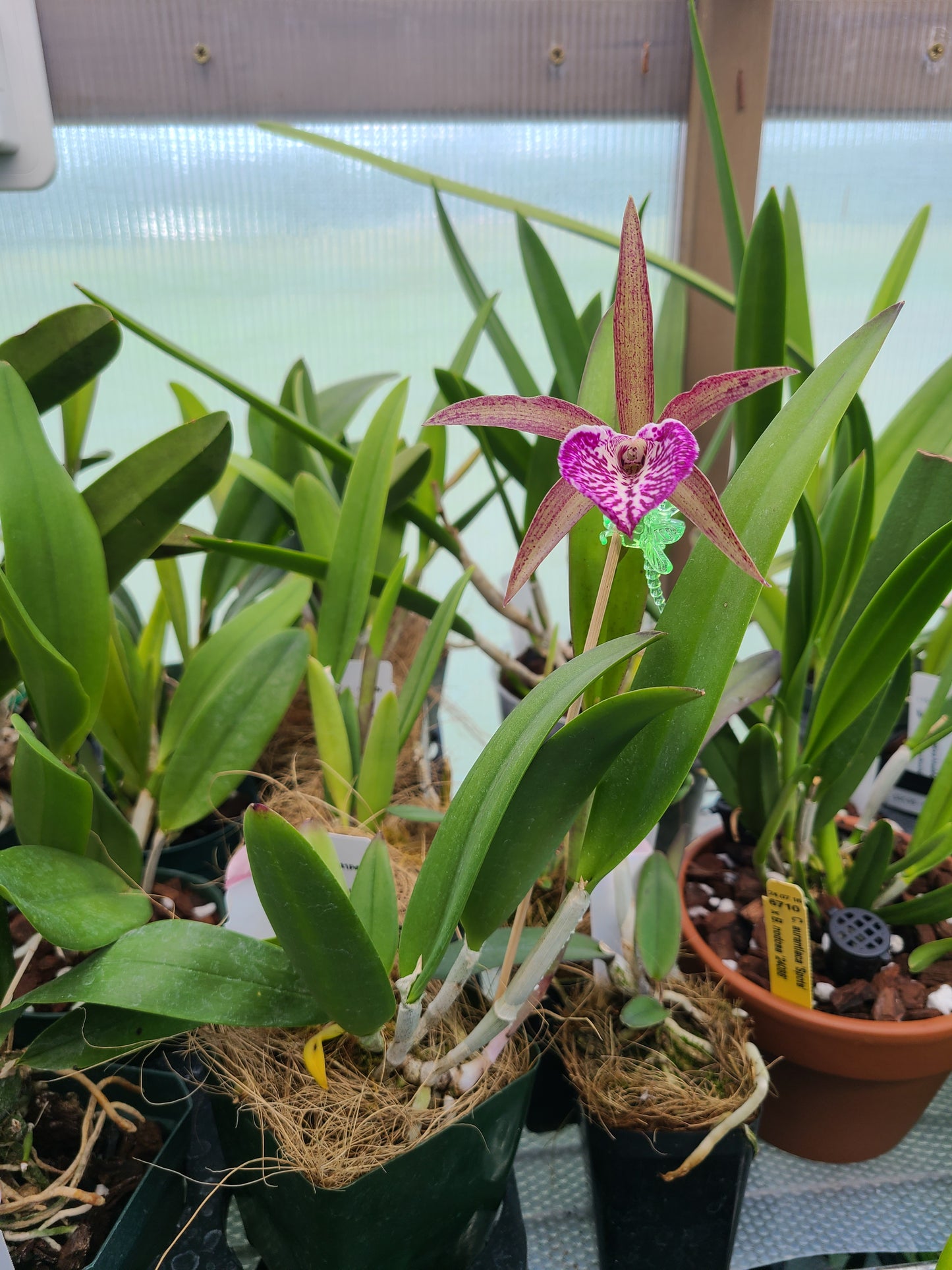 Brassocattleya Valencia Beauty