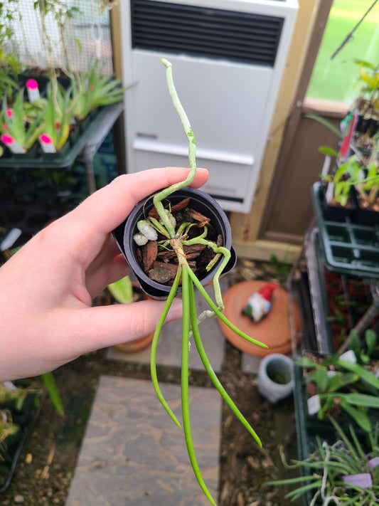 Holcoglossum phongii x self