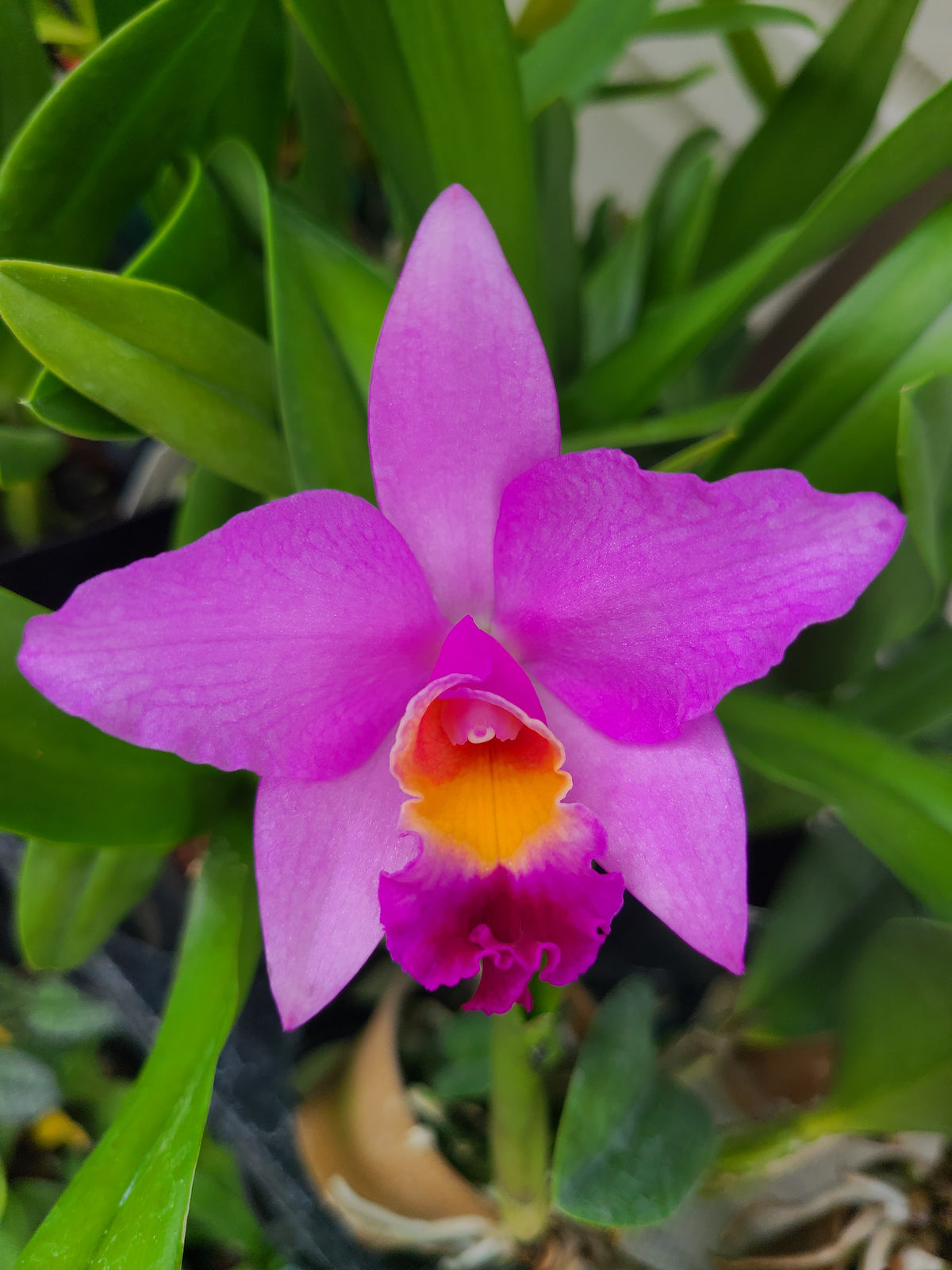 Rhyncattleanthe Hsinying Starlight ‘Pink Lady’