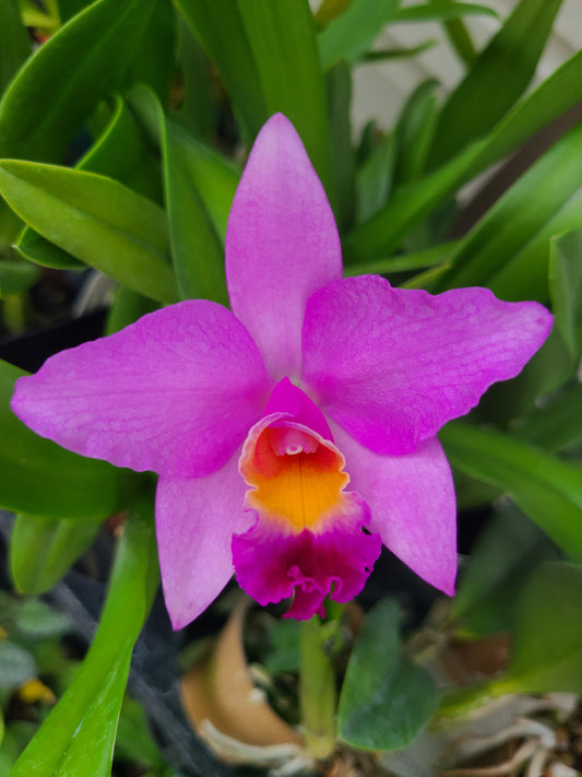 Rhyncattleanthe Hsinying Starlight ‘Pink Lady’