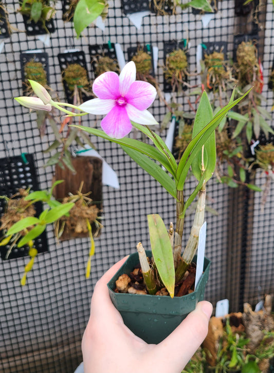 Dendrobium Classic Gem x Yaya Victoria (Petaloid)