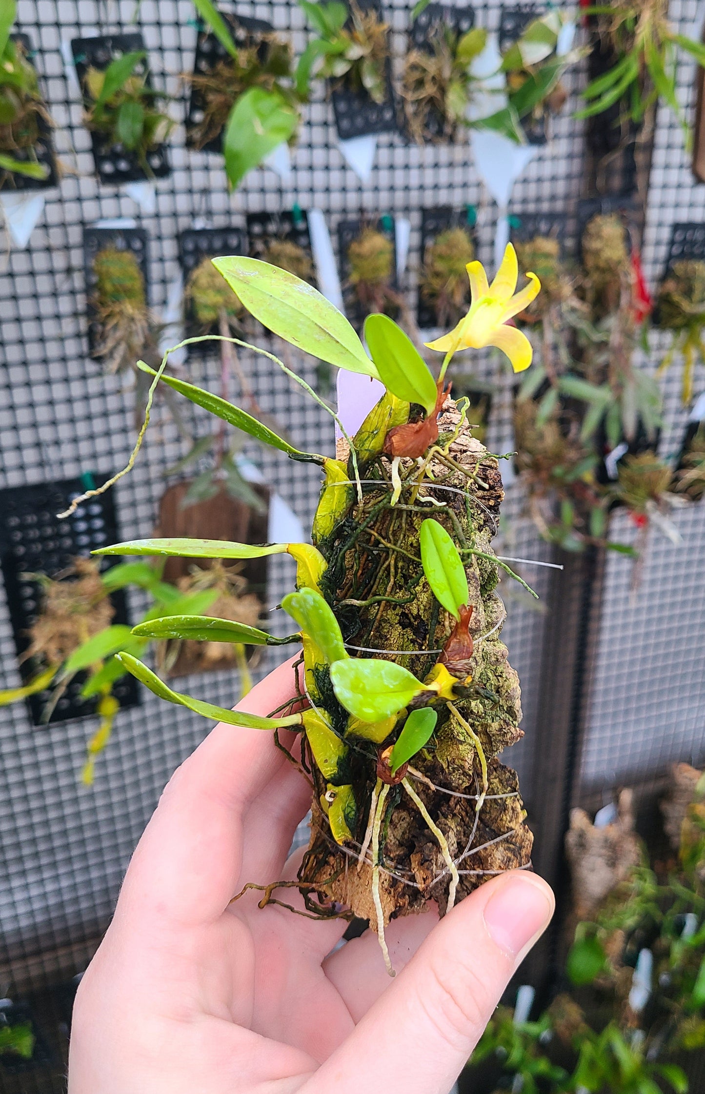 Epigeneium nakaharae