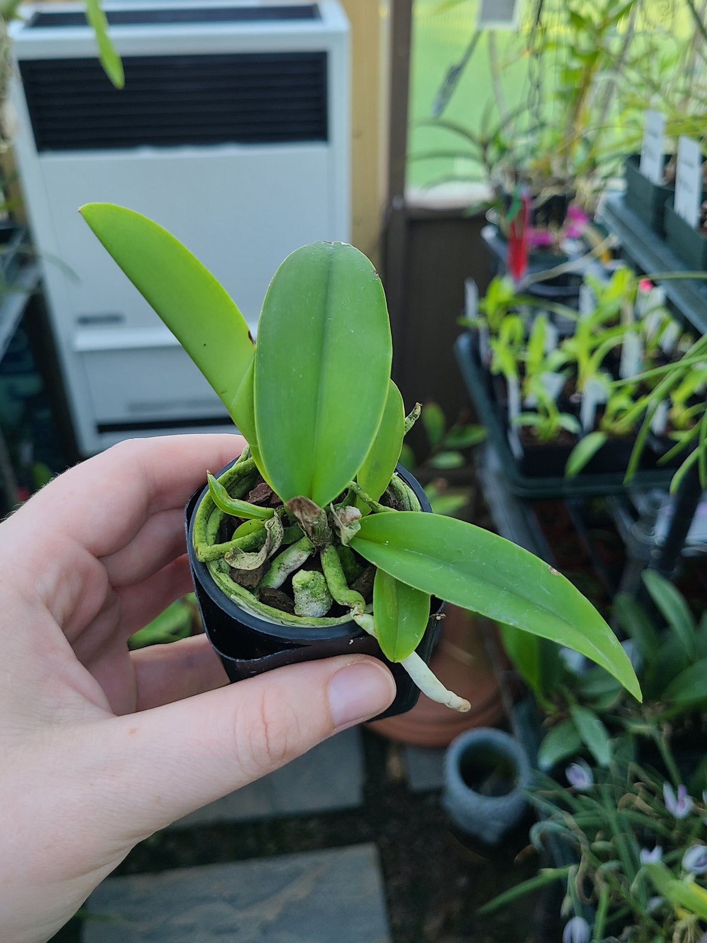 Cattleya maxima semi-alba 'Monolo' AM/AOS x self