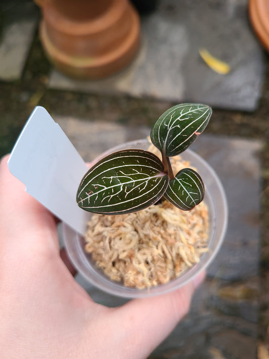 Ludisia discolor 'Jewelyana'