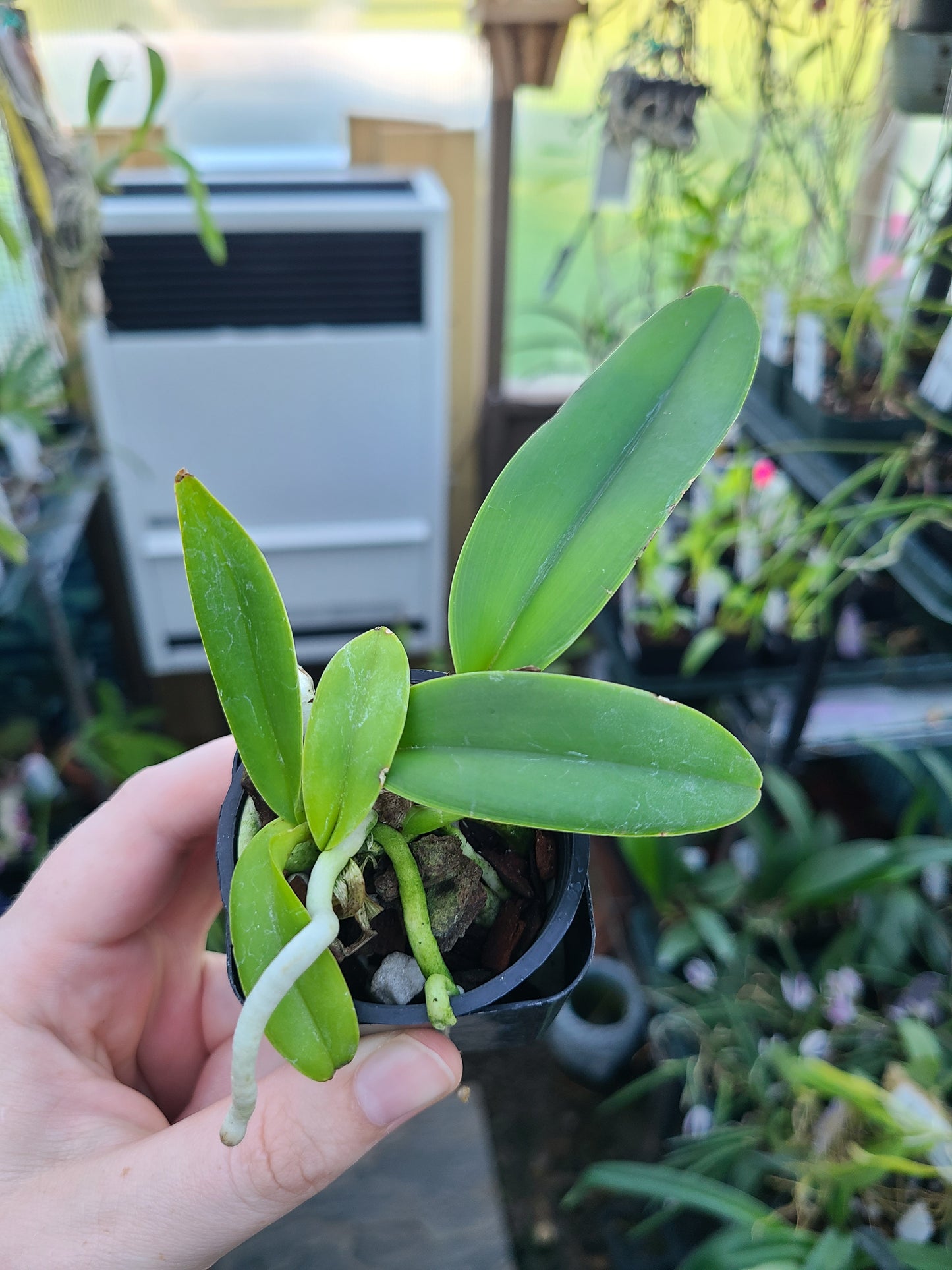 Cattleya maxima semi-alba 'Monolo' AM/AOS x self