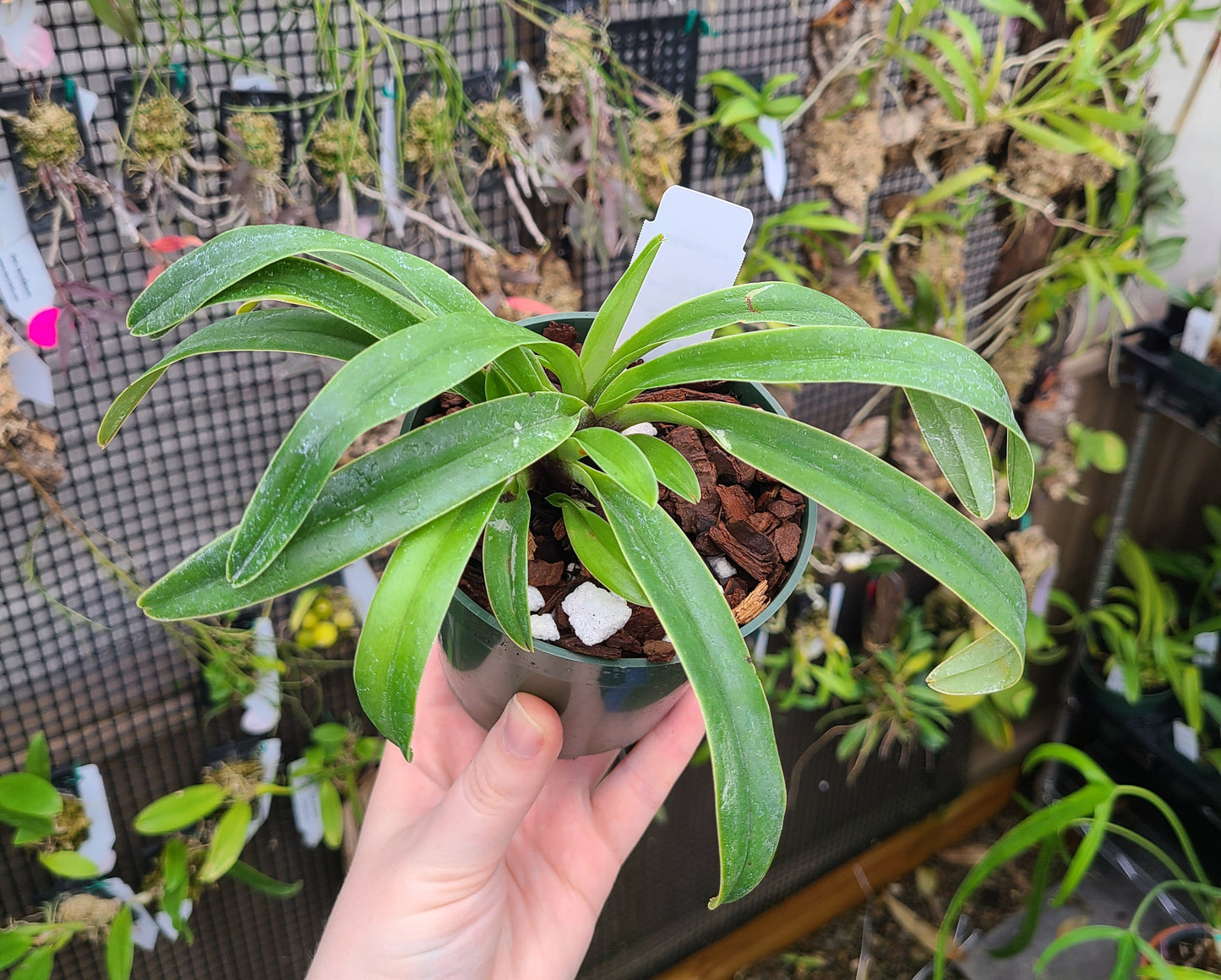 Paphiopedilum insigne