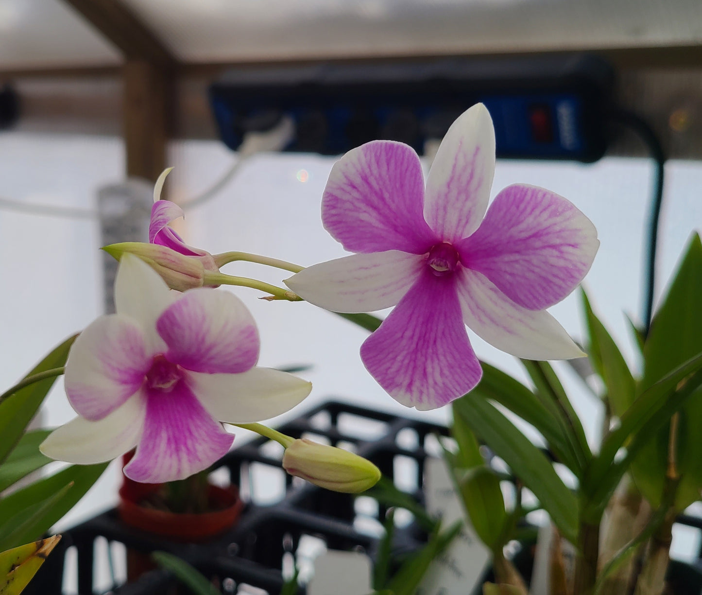 Dendrobium Classic Gem x Yaya Victoria (Petaloid)