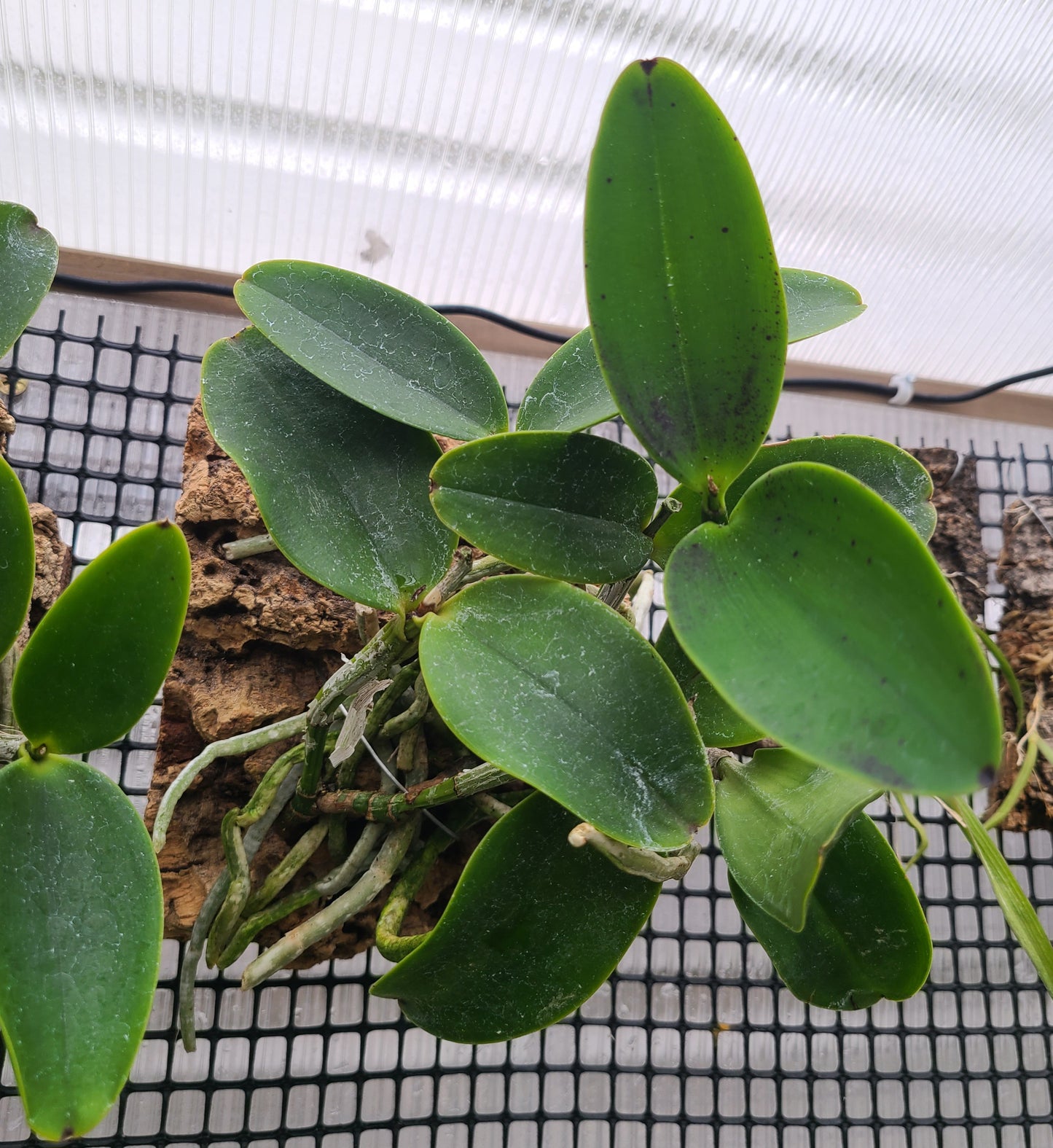 Cattleya aclandiae 'Haiku Treasure'