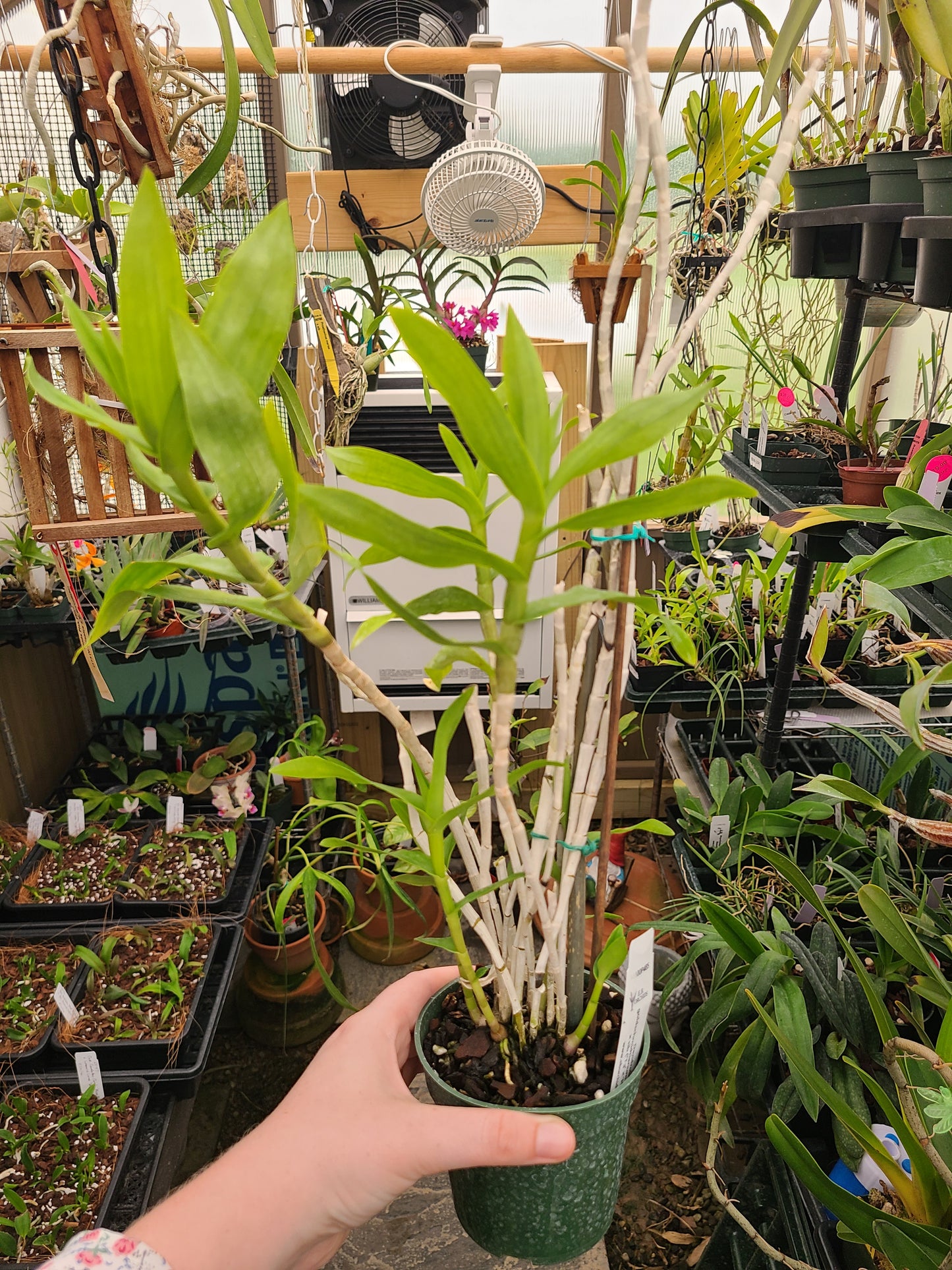 Dendrobium goldschmidtianum (syn. miyakei) x sib ('T3' x 'Hsinying')
