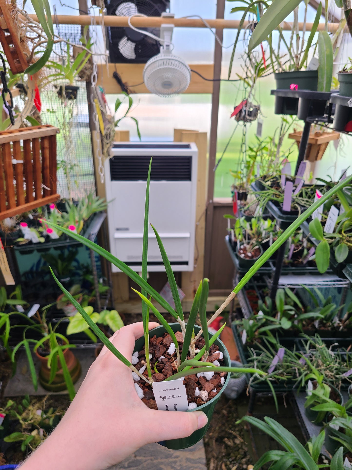 Brassavola Yaki