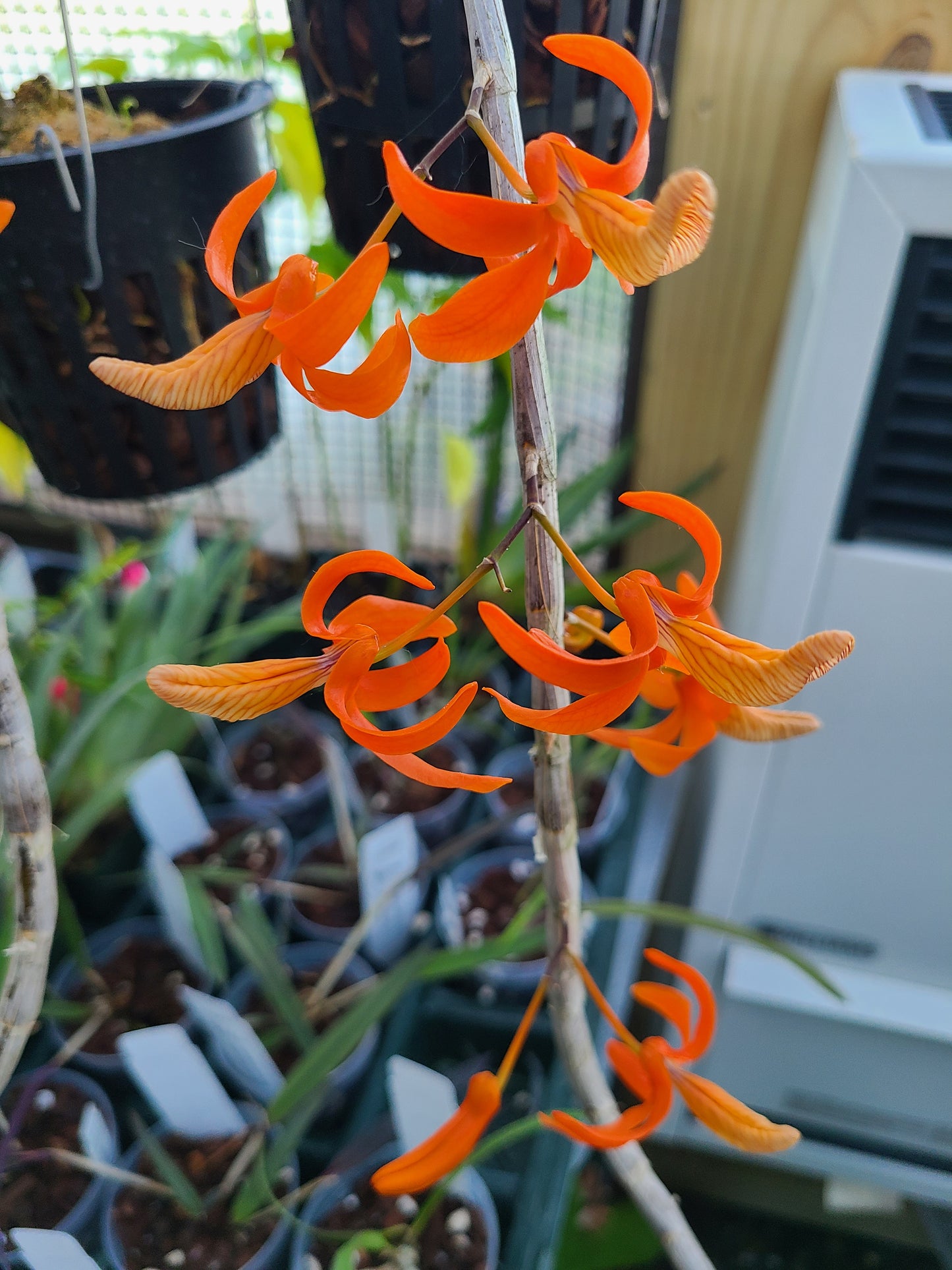 Dendrobium unicum
