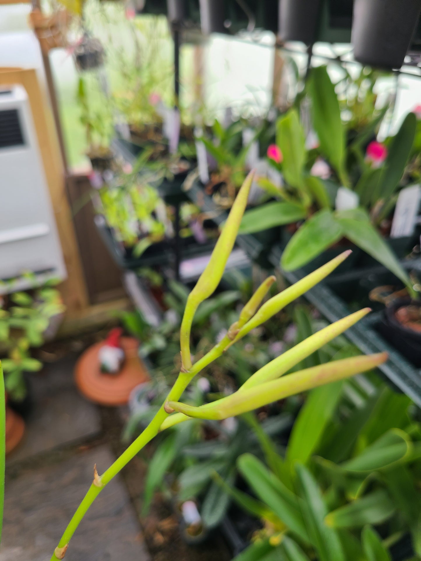 Brassavola nodosa 'Mas Mejor' x sib 'Remar'