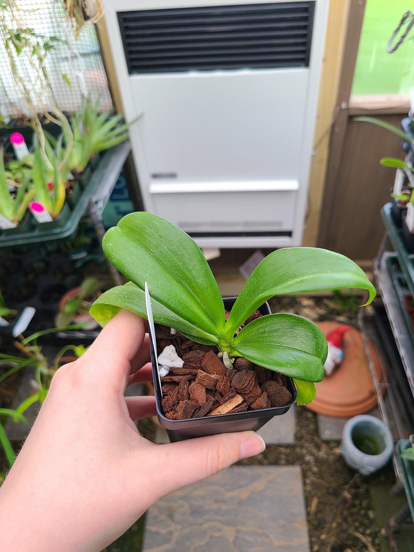 Phal. zebrina x self