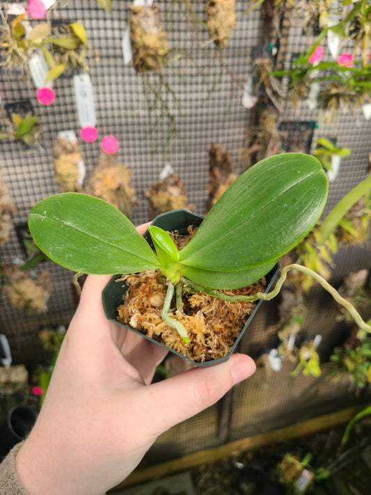 Phalaenopsis Corning-Cervi