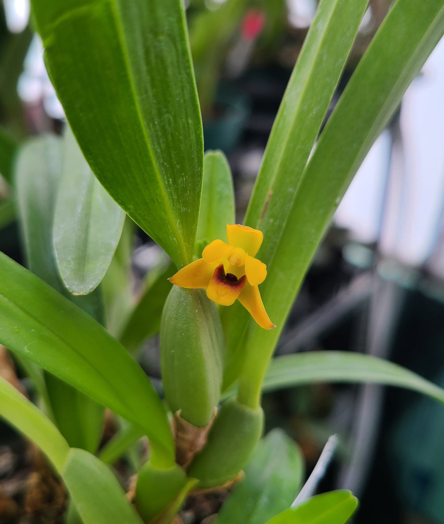 Maxillariella variabilis