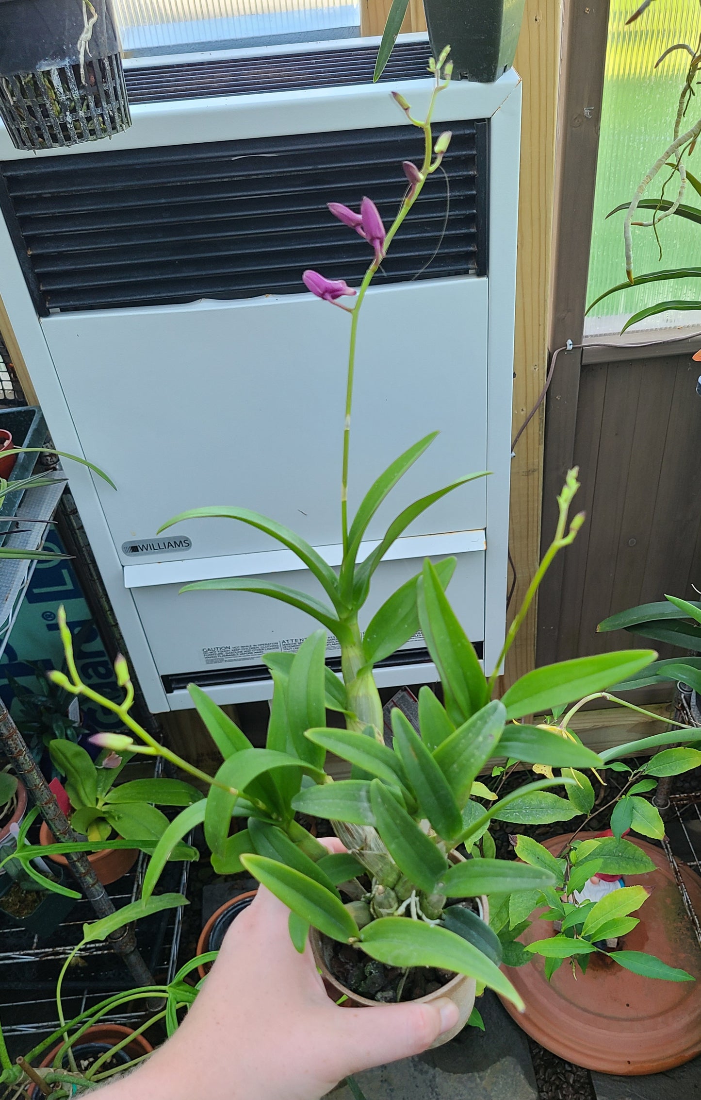 Dendrobium Enobi Purple 'Little Plum'