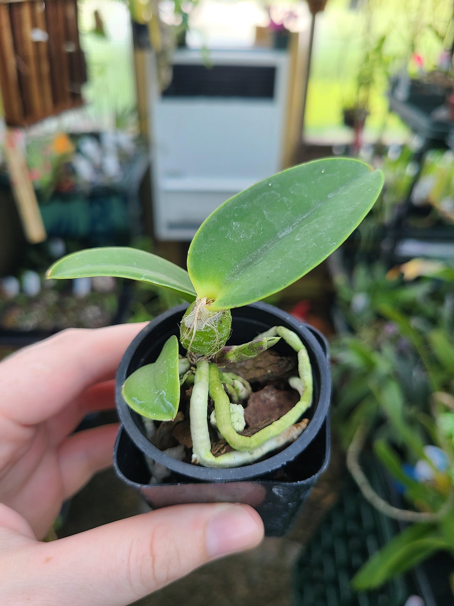 Cattleya walkeriana 'Kula' 4N x 'Pauwela' 4N