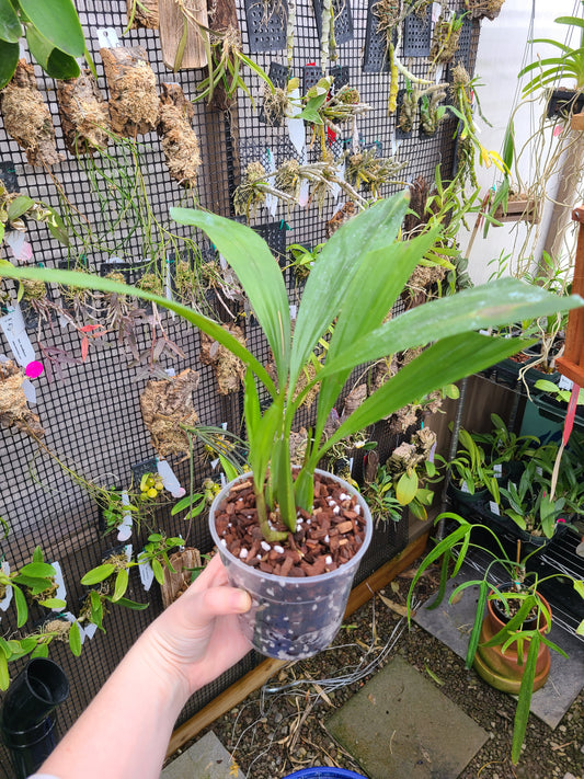 Coelogyne mayeriana