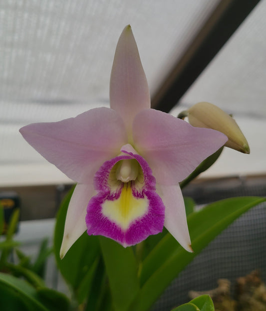 Laeliocattleya Vigour Nobiceps