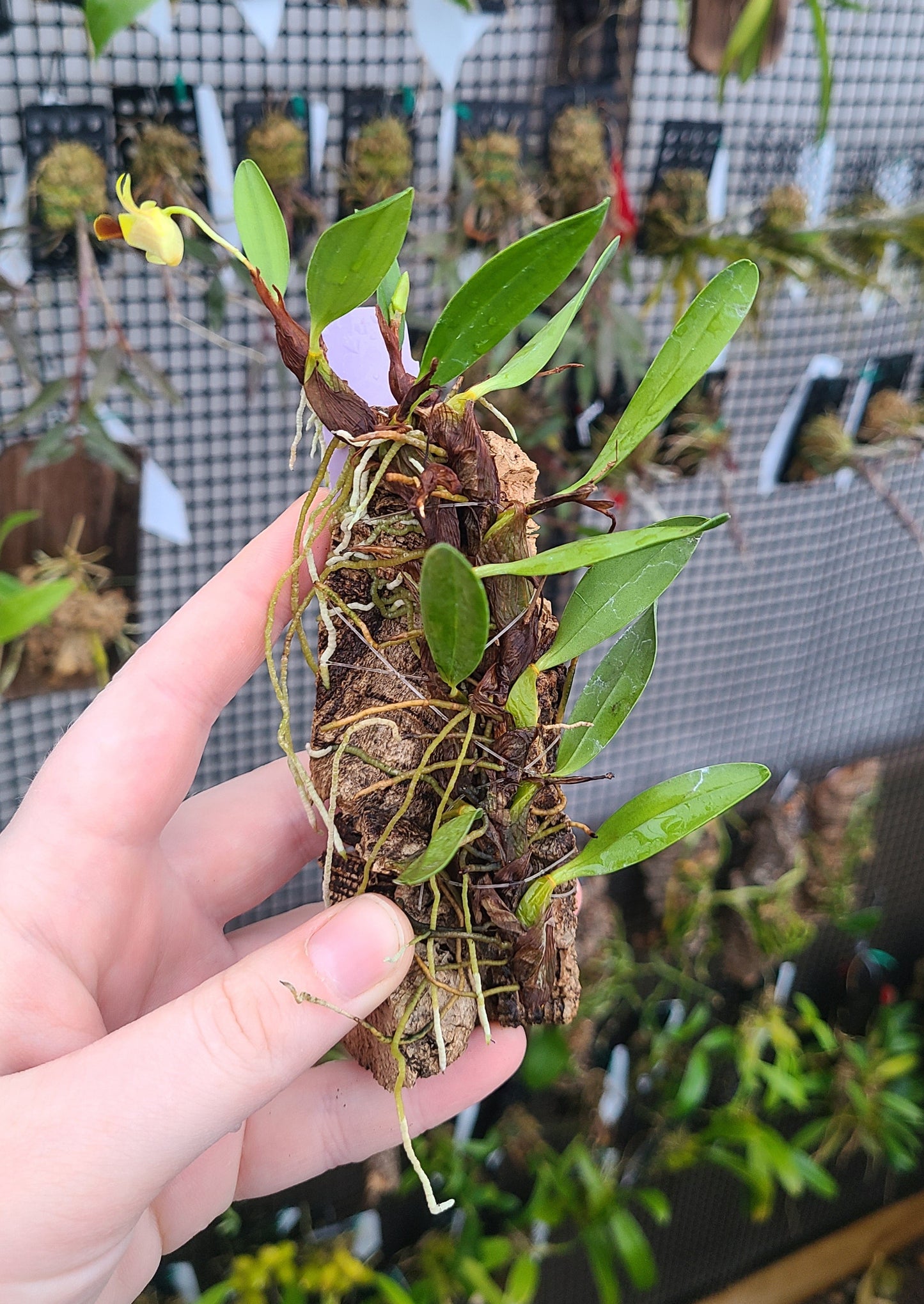 Epigeneium nakaharae