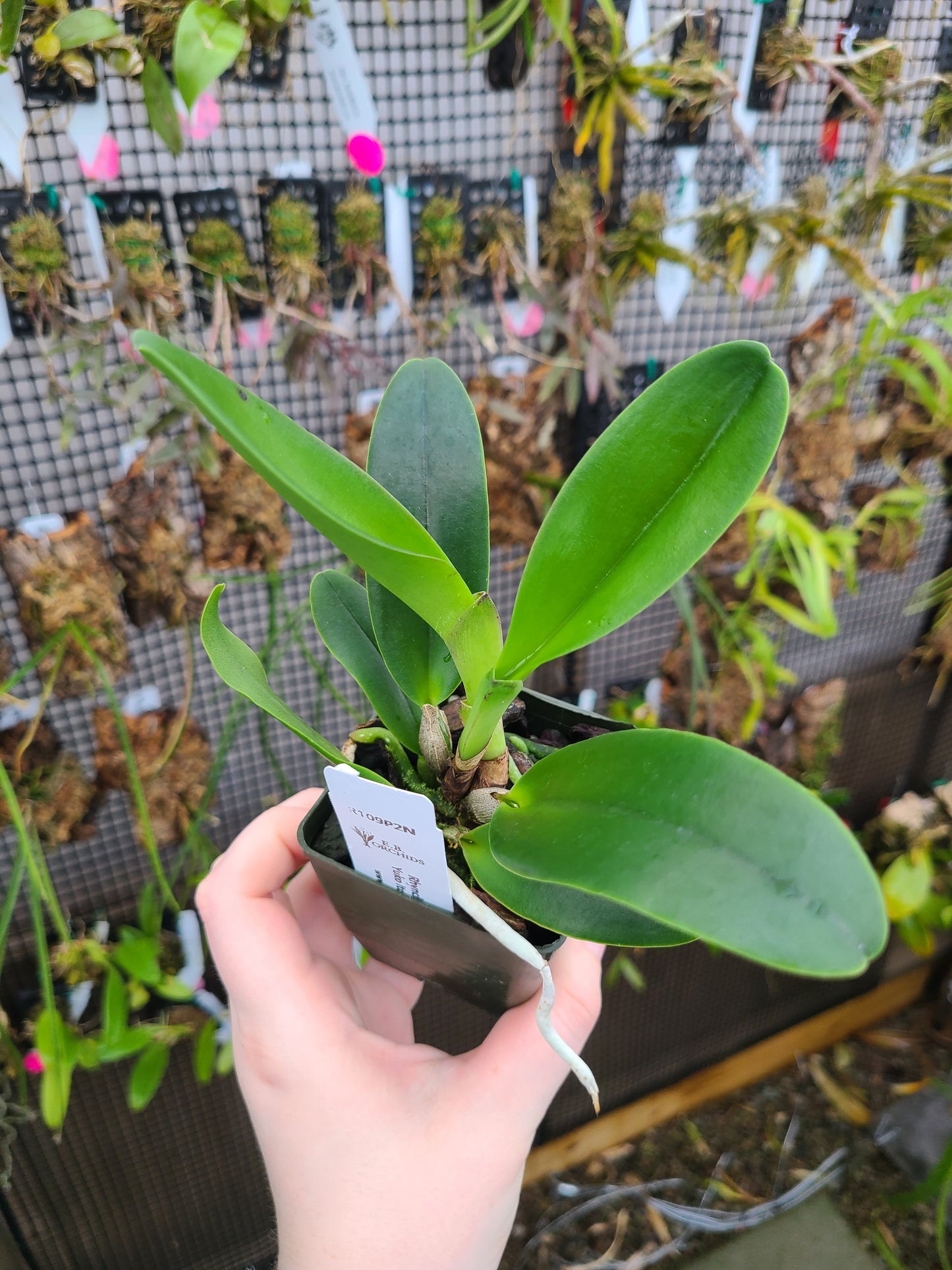 Rhyncholaeliocattleya Yuko Ito 'Volcano Queen'