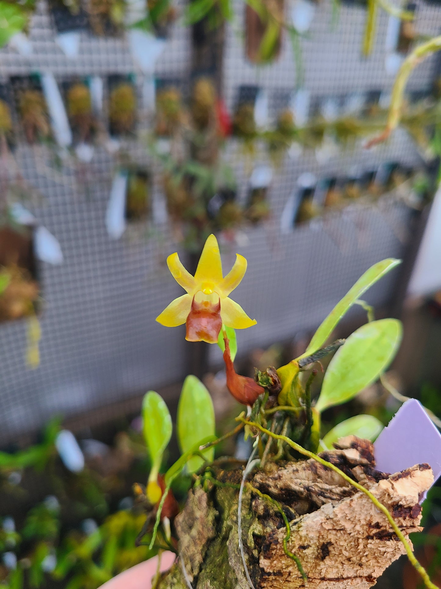 Epigeneium nakaharae