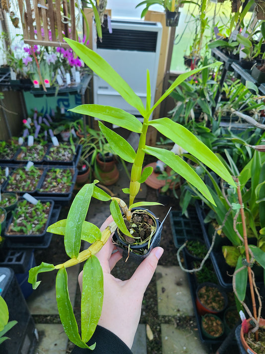 Dendrobium smillieae 'H&R Giant' x 'Lea'