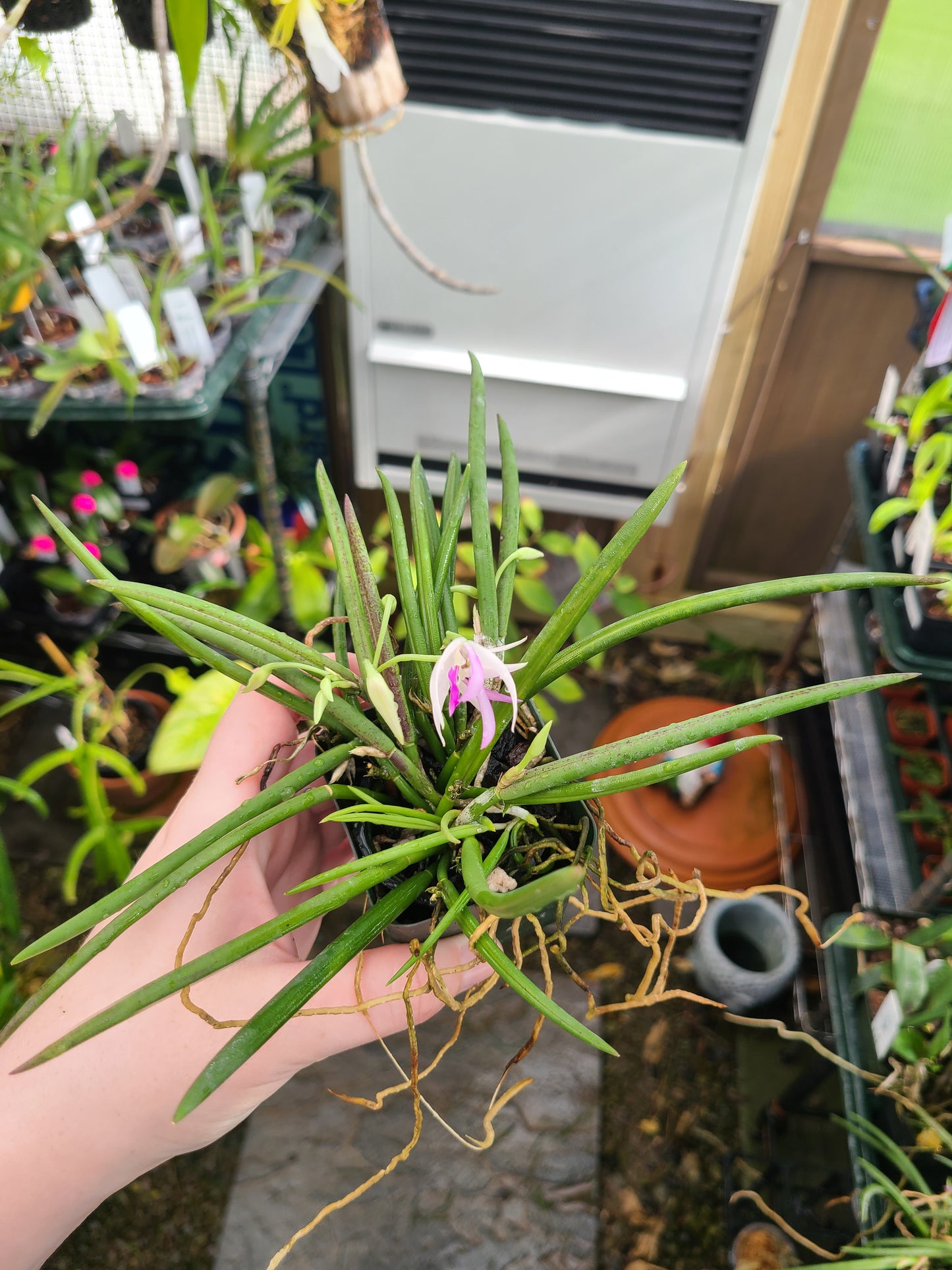 Leptotes pohlitinocoi 'Pauwela'