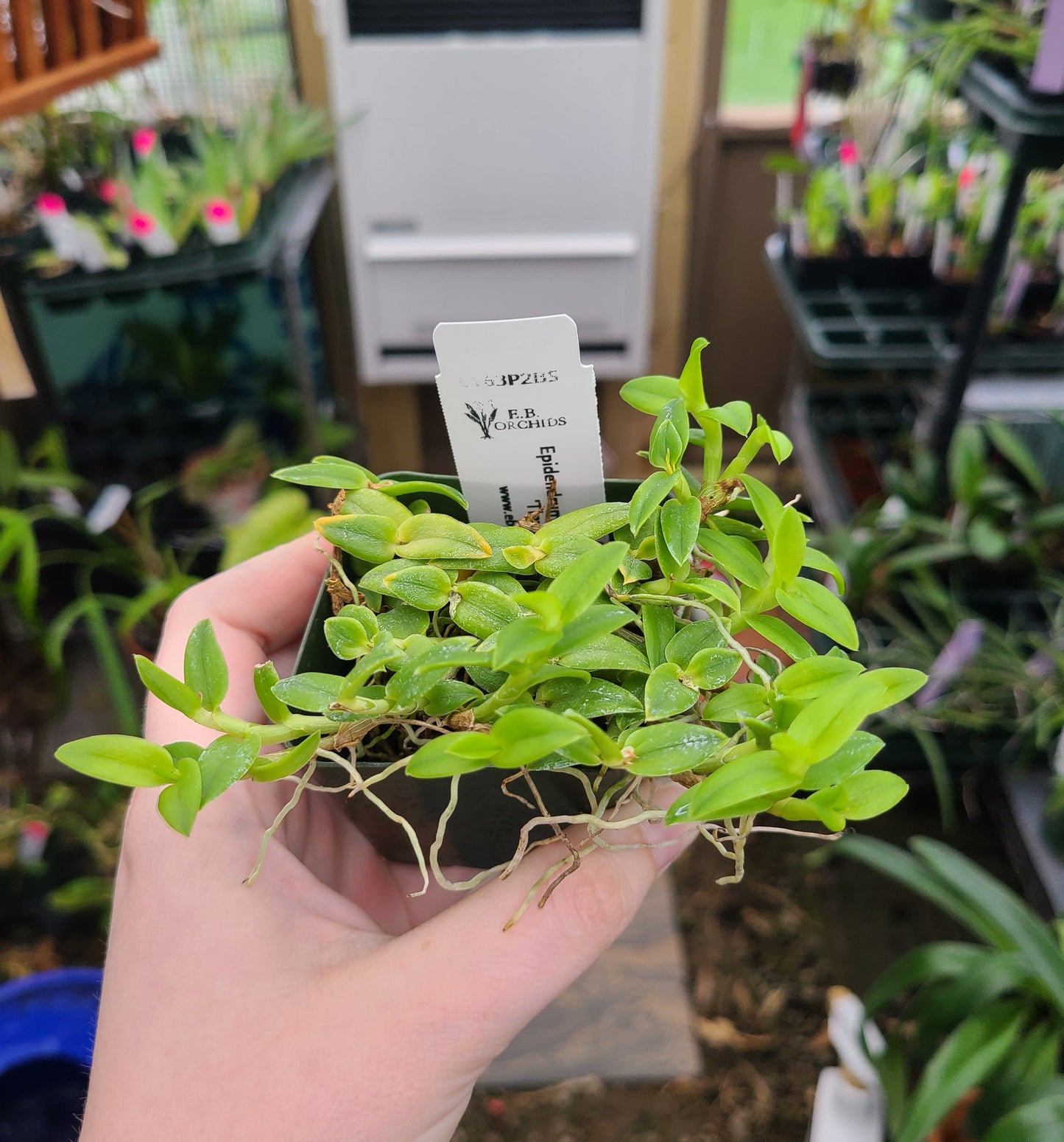 Epidendrum porpax var. alba 'Tiny Green'