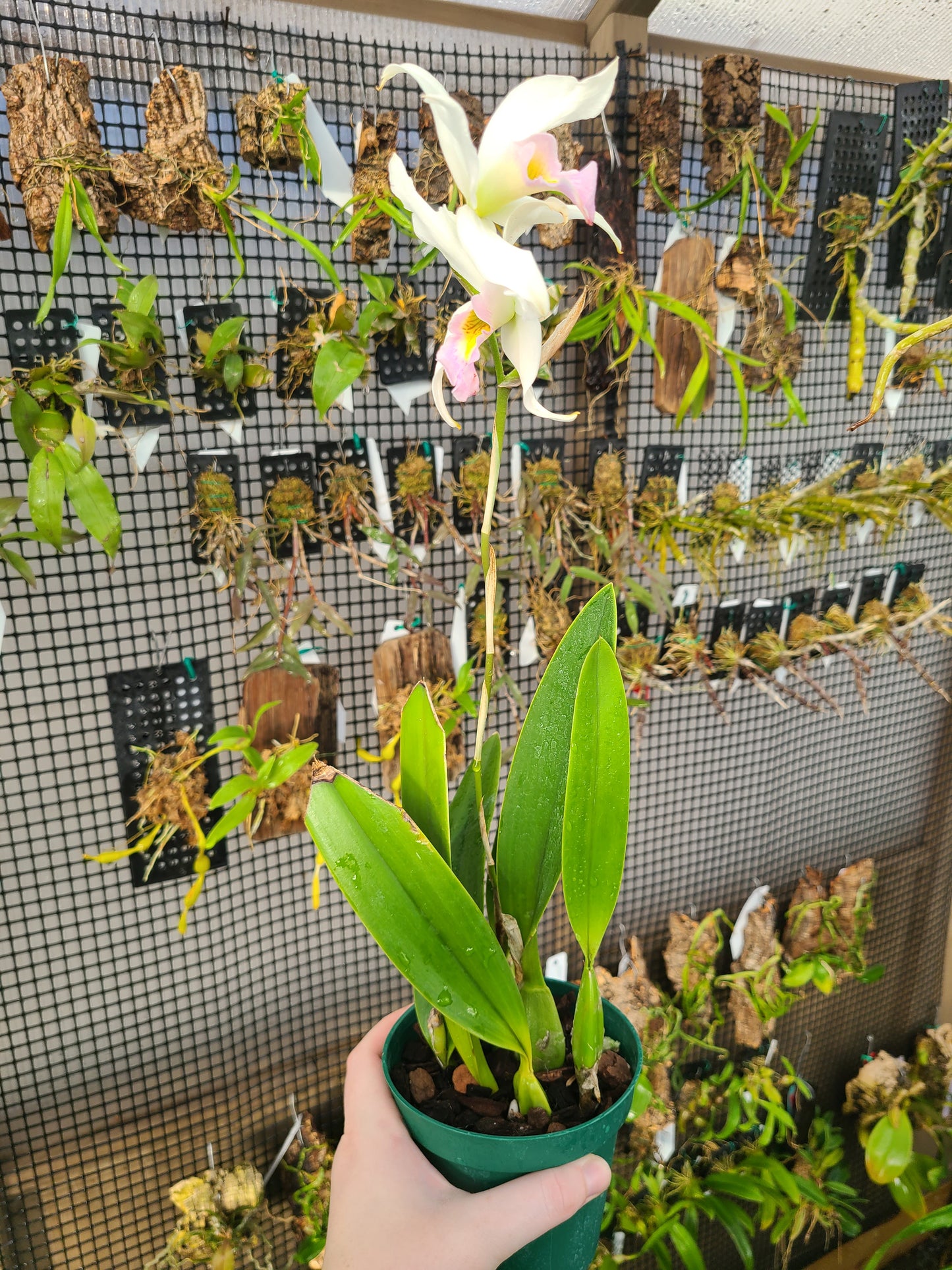 Laelia anceps f. semi alba 'Ileana'