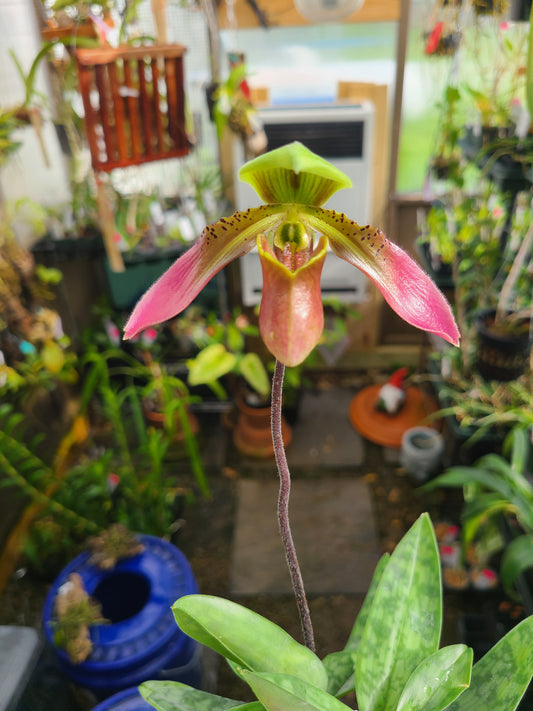 Paphiopedilum appletonianum