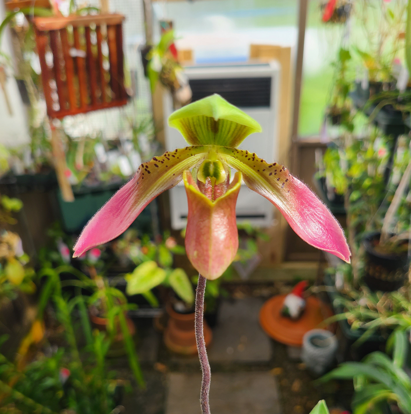 Paphiopedilum appletonianum
