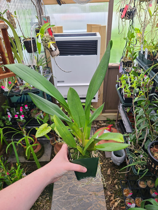 Oncidium Martian Leather 'Berrylicious'