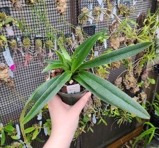 Paphiopedilum insigne