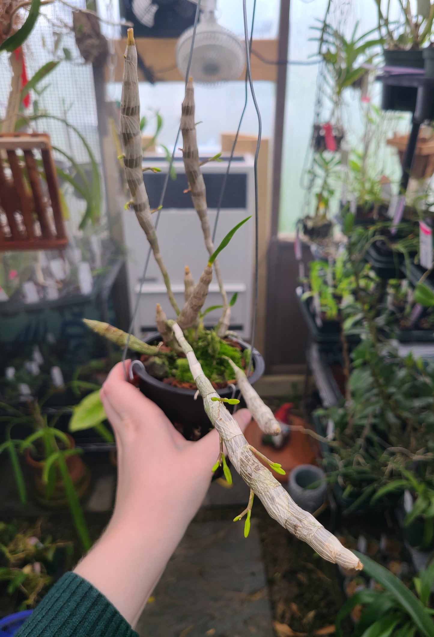 Dendrobium unicum