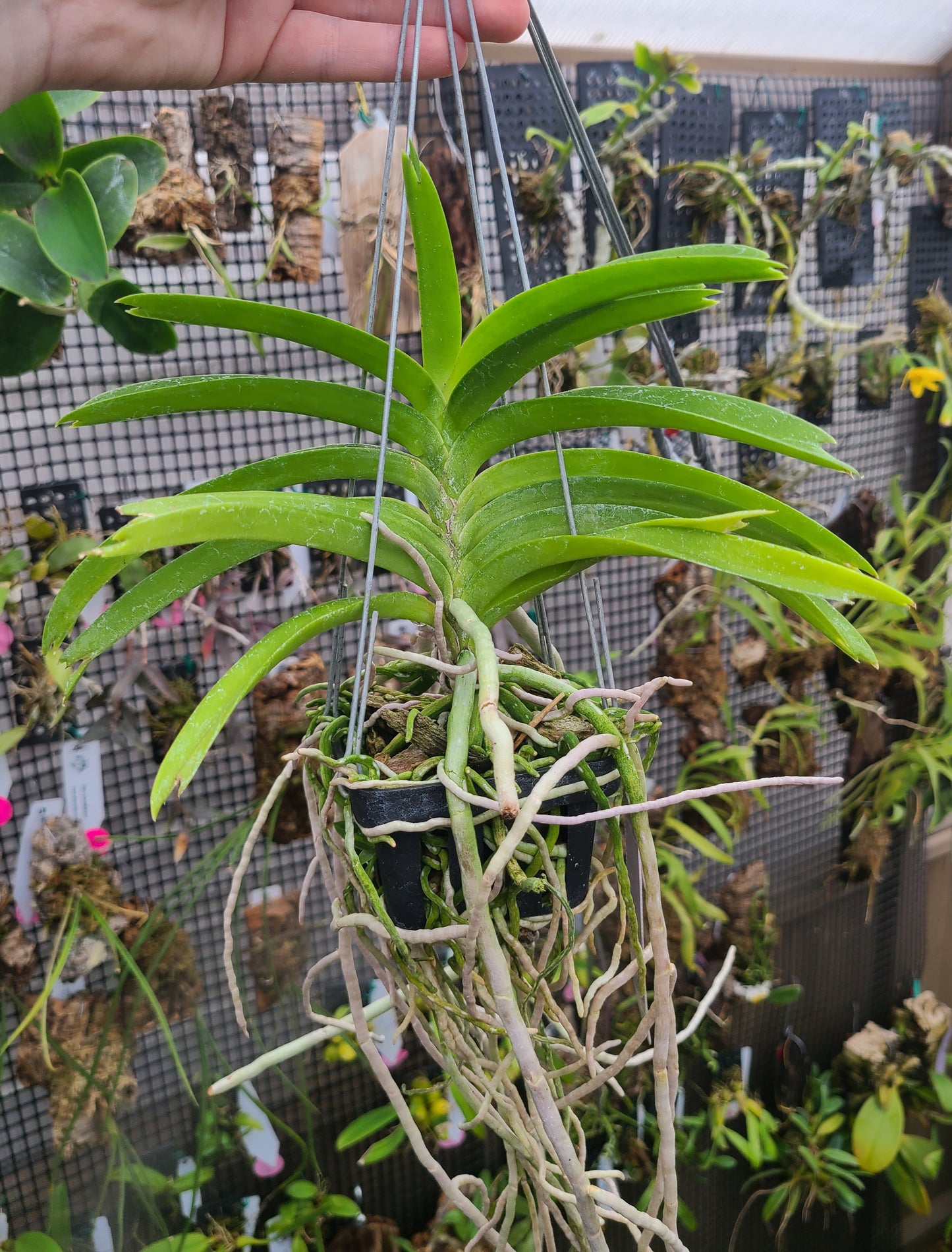Vanda tessellata x Sandra Gail