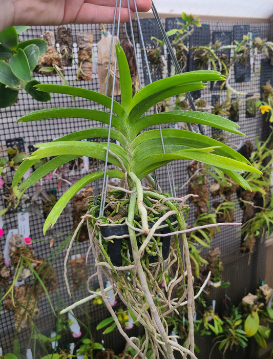 V. tessellata x Sandra Gail