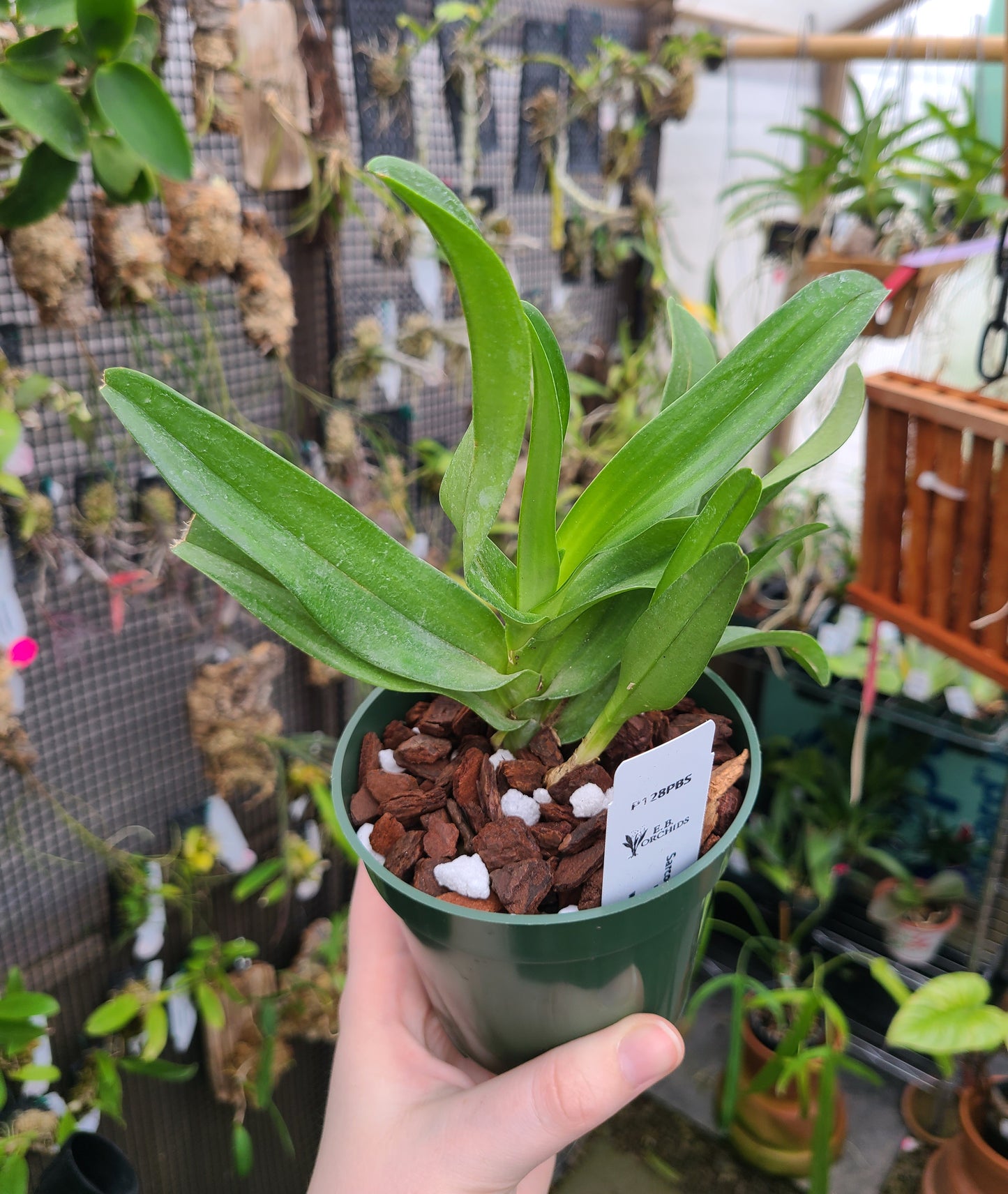 Sarcochilus hartmannii x 'Red Delicious'