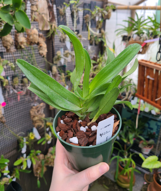 Sarcochilus hartmannii x 'Red Delicious'