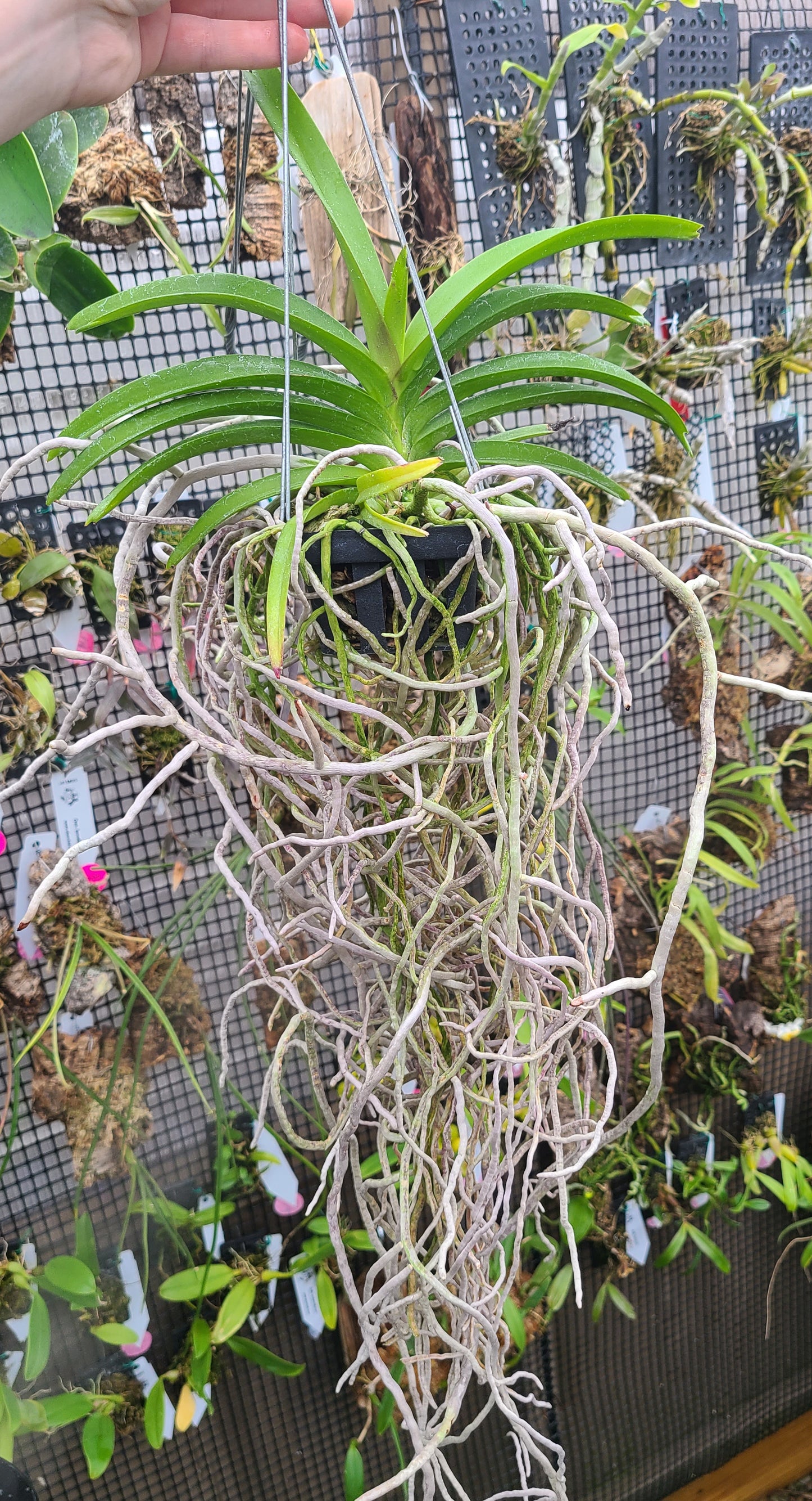 Vanda tessellata x Sandra Gail