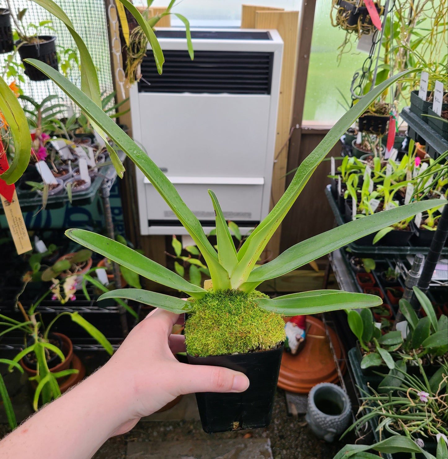 Paphiopedilum Lady Isobel