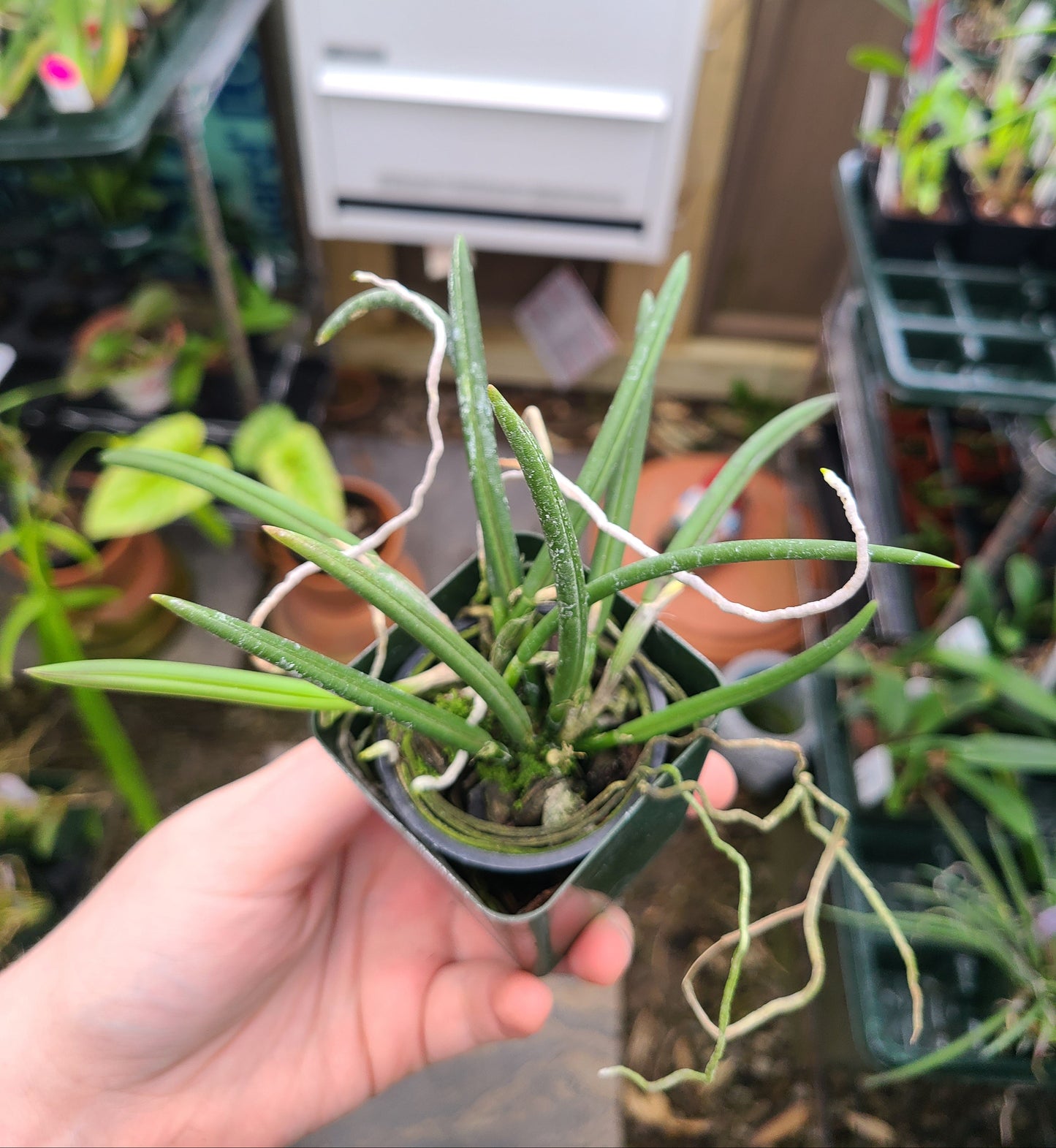 Leptotes pohlitinocoi 'Pauwela'