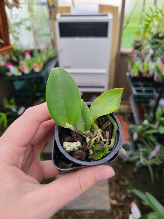 Cattleya amethystoglossa var. coerulea x sib