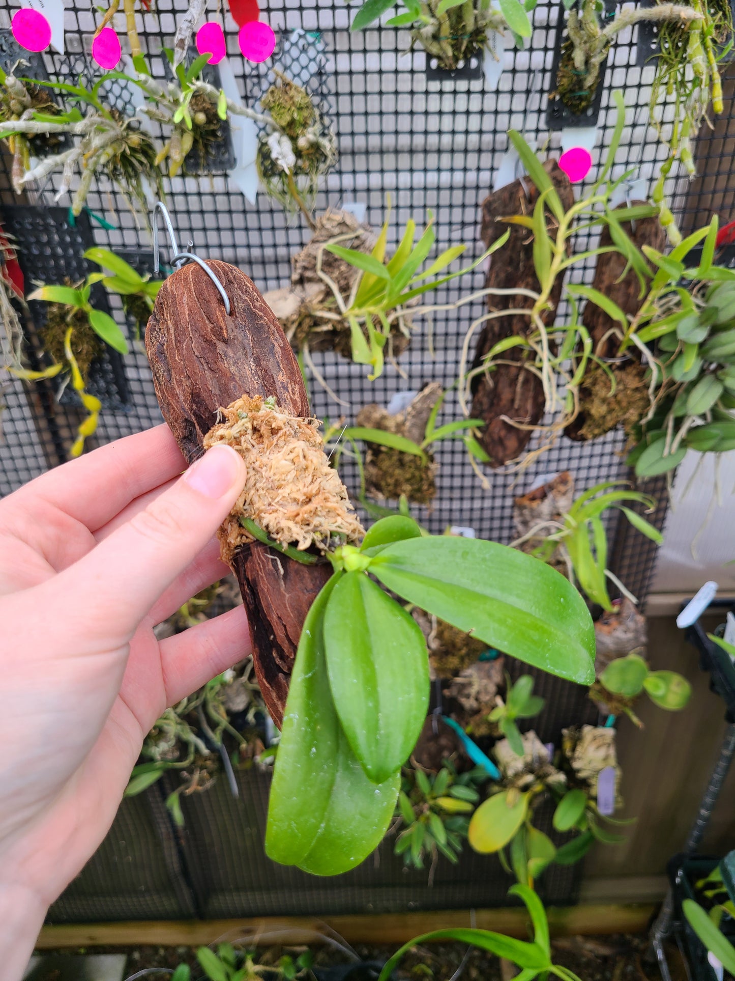Phal. zebrina x self