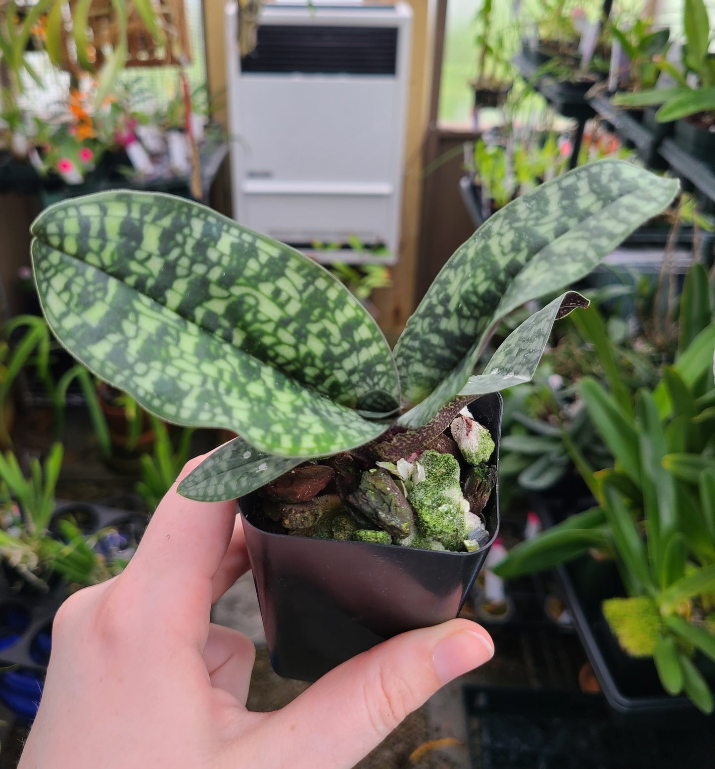 Paphiopedilum Ho Chi Minh