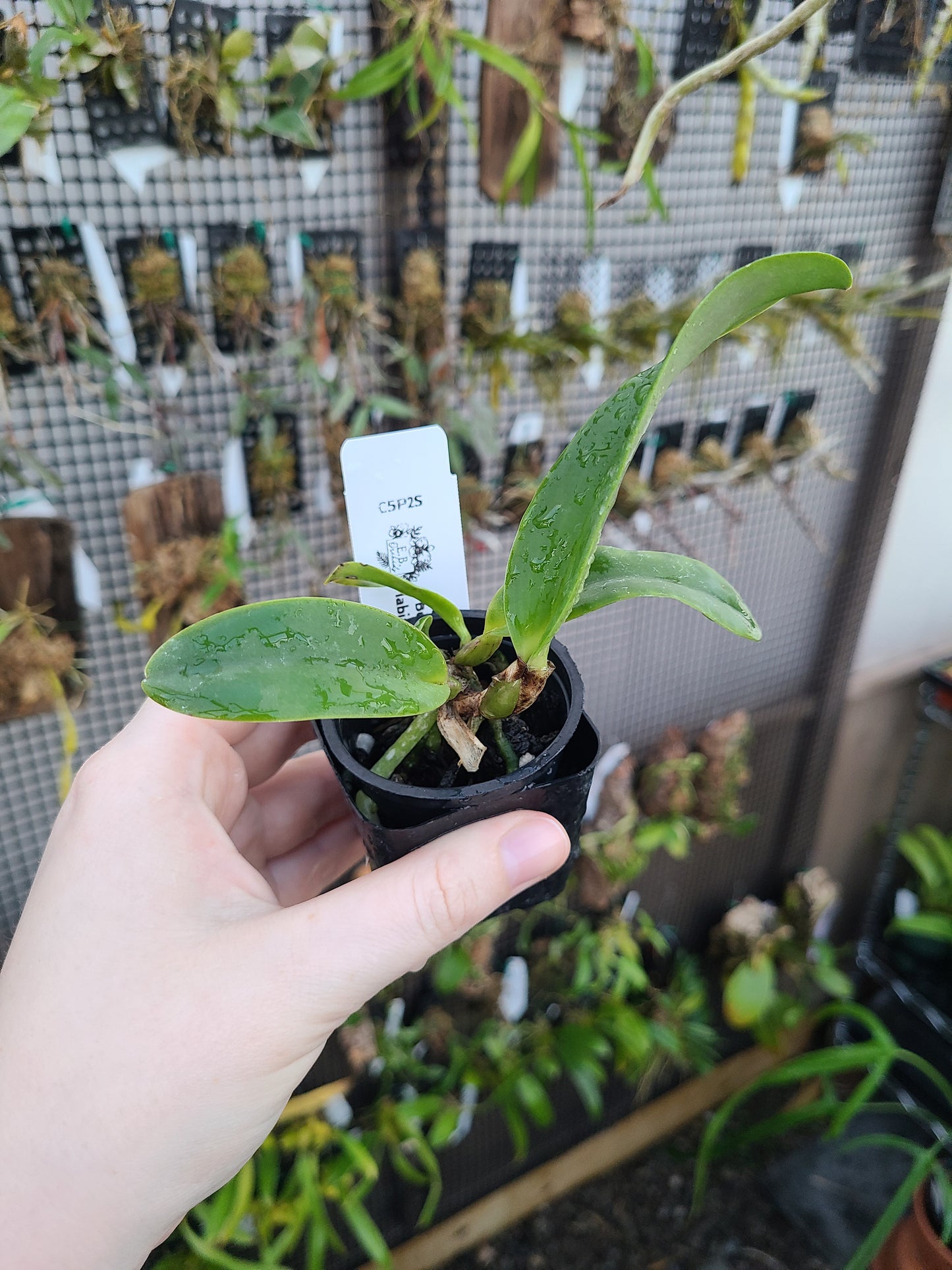 Cattleya labiata rubra 'L.A. Burzell' AM/AOS x 'Claire' AM/AOS