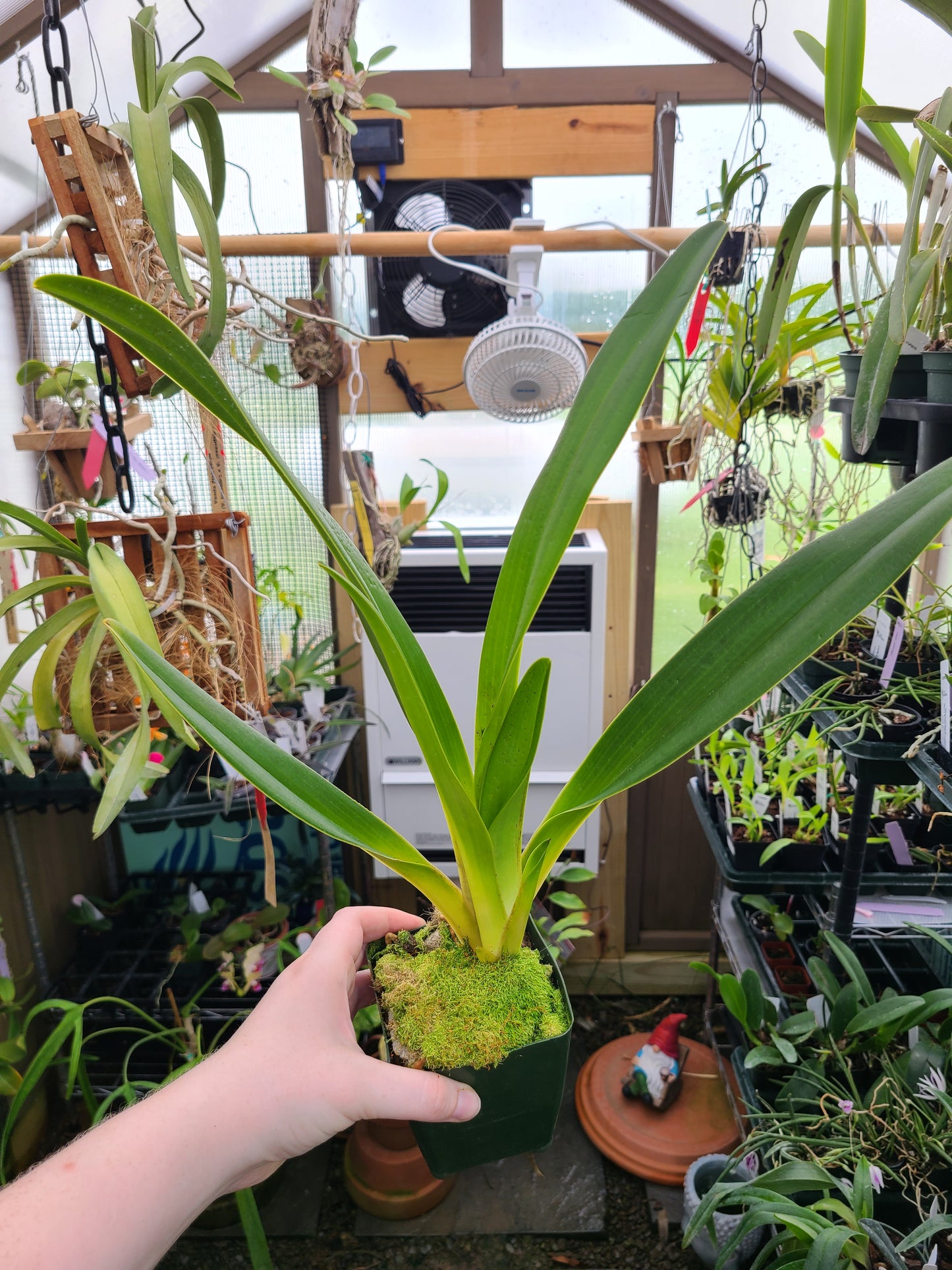 Paphiopedilum QF Yellow Bird