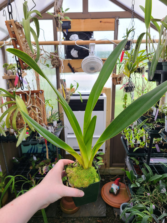 Paphiopedilum QF Yellow Bird