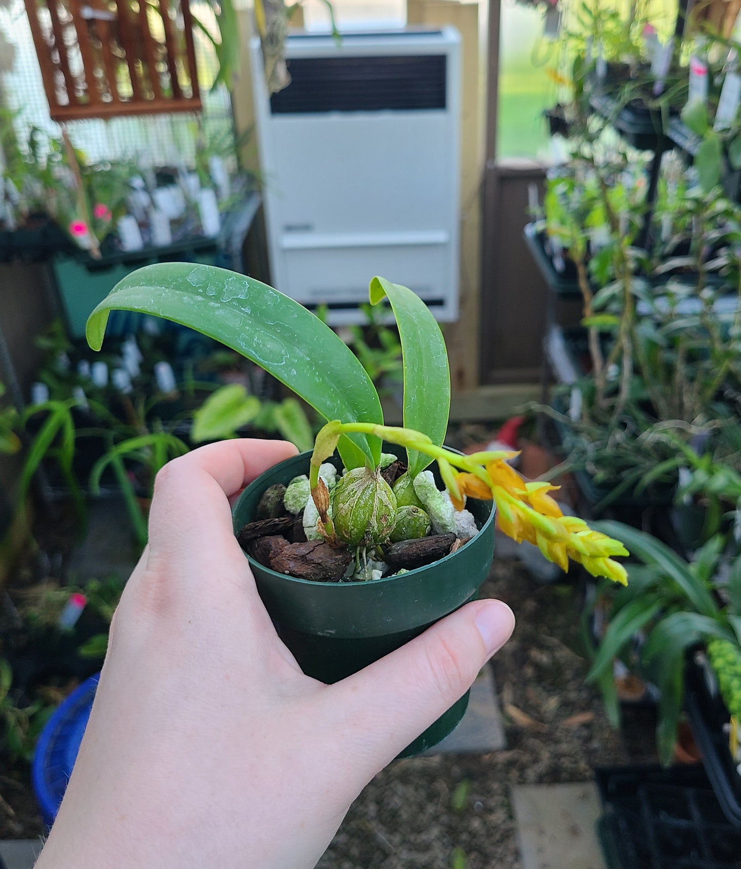 Bulbophyllum cupreum